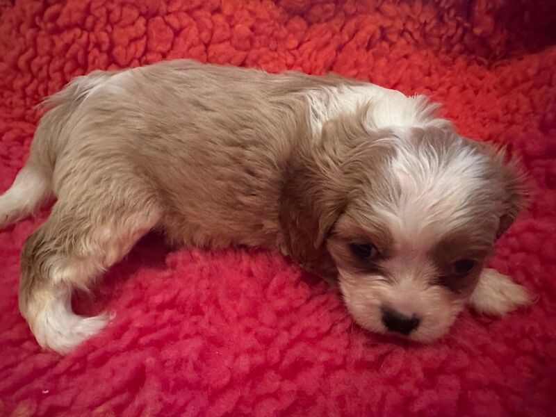 Cavalier King Charles Spaniel puppies for sale in Brampton, Cumbria – 5 weeks old - Image 4 of 4