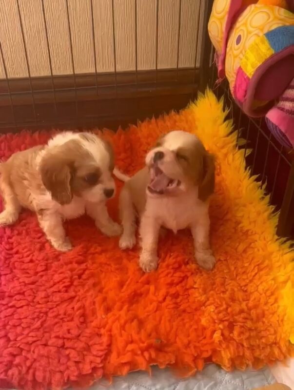 Cavalier King Charles Spaniel puppies for sale in Brampton, Cumbria – 8 weeks old