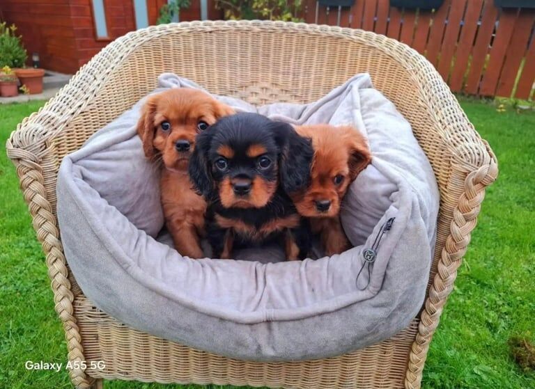 Cavalier King Charles Spaniel puppies for sale in Lurgan, County Armagh – KC registered, 9 weeks old