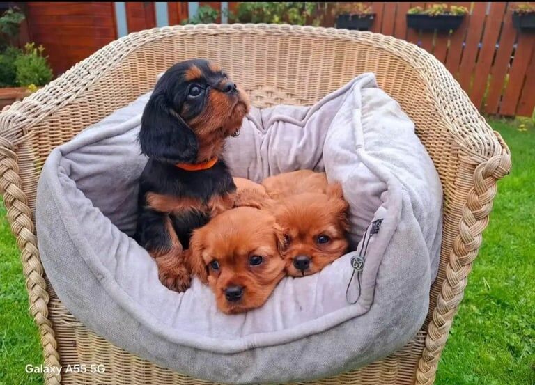 Cavalier King Charles Spaniel puppies for sale in Lurgan, County Armagh – KC registered, 9 weeks old - Image 2 of 3