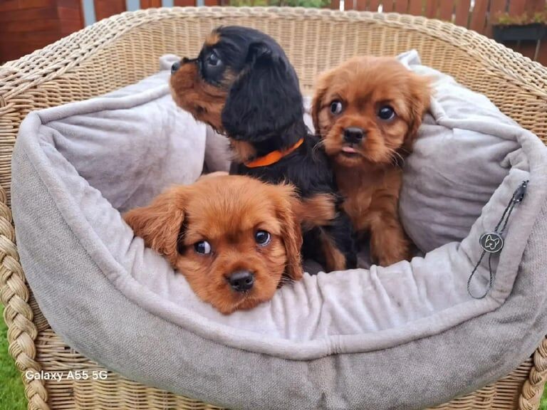 Cavalier King Charles Spaniel puppies for sale in Lurgan, County Armagh – KC registered, 9 weeks old - Image 3 of 3