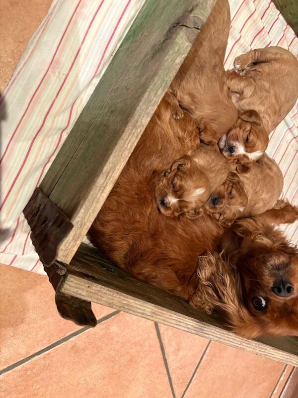 Cavalier King Charles Spaniel Puppies For Sale Under £1,000