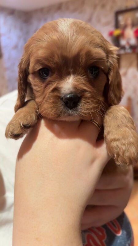 Cavalier King Charles Spaniel puppies for sale in Castlederg, County Tyrone – 6 weeks old - Image 2 of 3