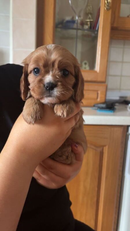 Cavalier King Charles Spaniel puppies for sale in Castlederg, County Tyrone – 6 weeks old - Image 3 of 3