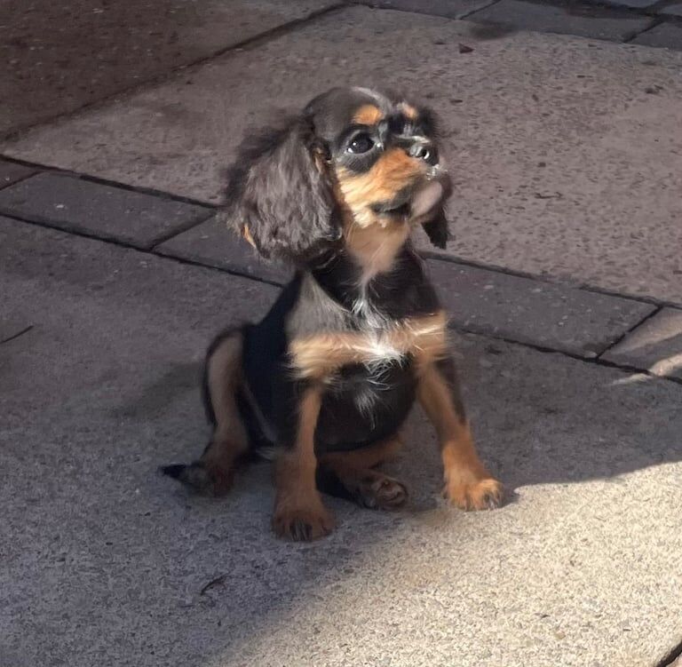 Cavalier King Charles Spaniel puppies for sale in Worksop, Nottinghamshire – 9 weeks old