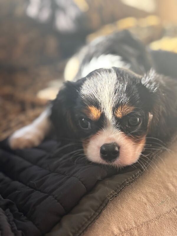 Cavalier King Charles Spaniel puppies for sale in Feltham, Greater London – 10 weeks old