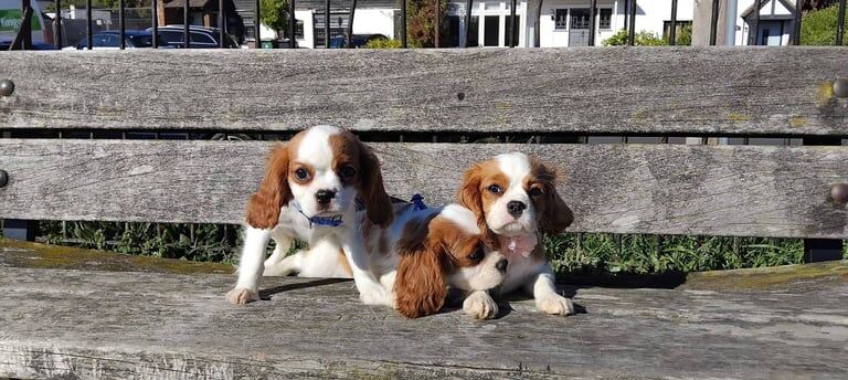 Cavalier King Charles Spaniel puppies for sale in Park Street, Hertfordshire – 3 months old