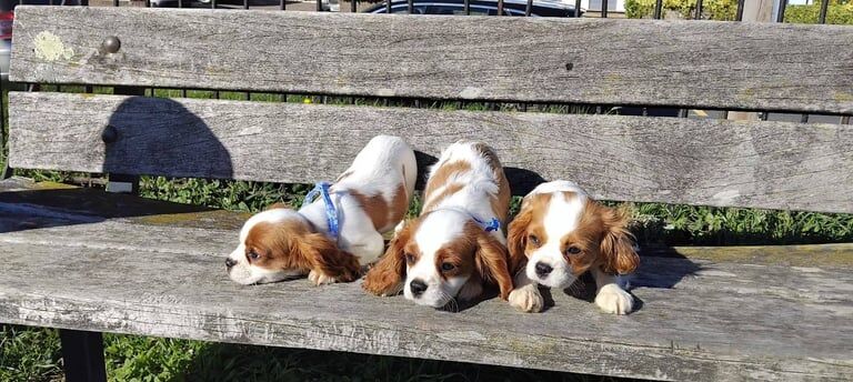 Cavalier King Charles Spaniel puppies for sale in Park Street, Hertfordshire – 3 months old - Image 3 of 3