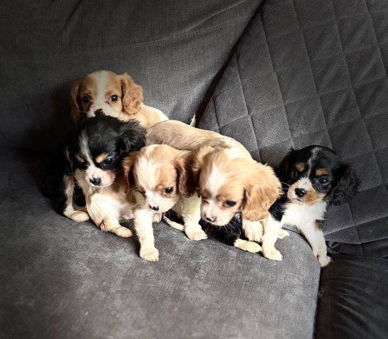King Charles Spaniel Puppies For Sale