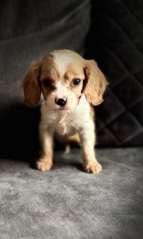 Cavalier King Charles - Image 3 of 6