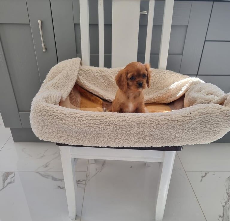 Cavalier King Charles for sale in Kesh, County Fermanagh