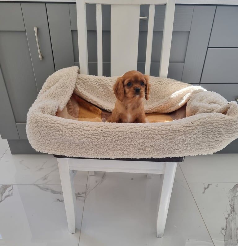 Cavalier King Charles for sale in Kesh, County Fermanagh - Image 2