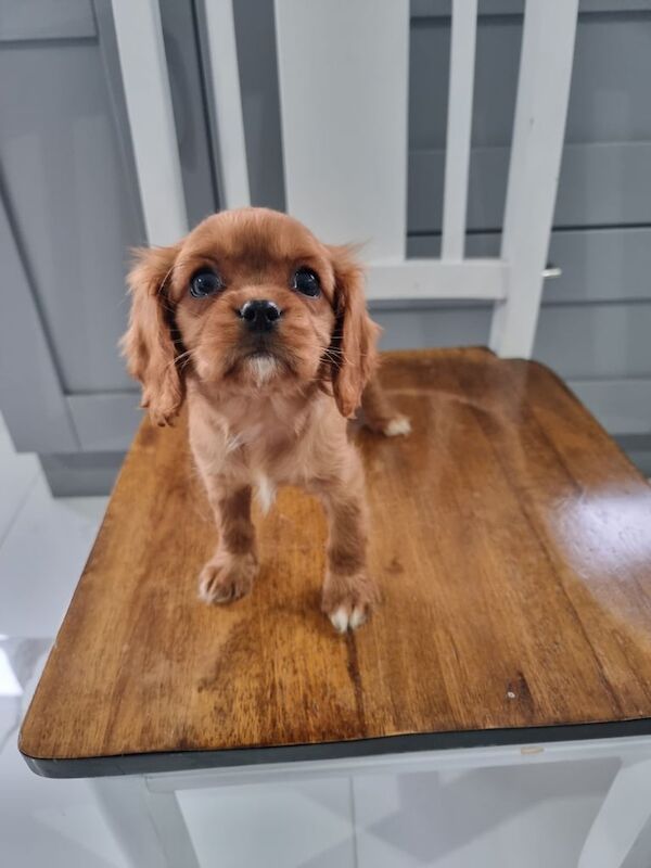 Cavalier King Charles for sale in Kesh, County Fermanagh - Image 3