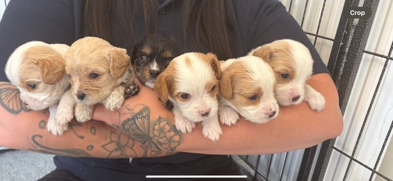 Cavalier King Charles Spaniel puppies for sale in Cannock, Staffordshire – KC registered, 3 weeks old