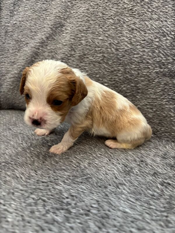 Cavalier King Charles Spaniel puppies for sale in Cannock, Staffordshire – KC registered, 3 weeks old - Image 2 of 3