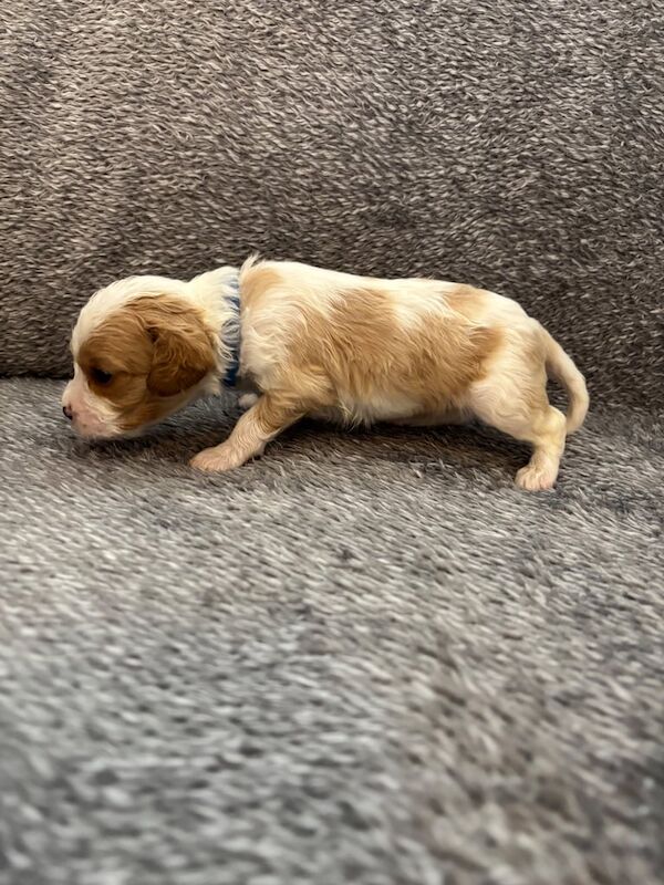 Cavalier King Charles Spaniel puppies for sale in Cannock, Staffordshire – KC registered, 3 weeks old - Image 3 of 3