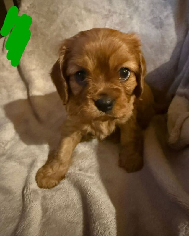 Cavalier King Charles Spaniel puppies for sale in Wigston, Leicestershire – 10 weeks old