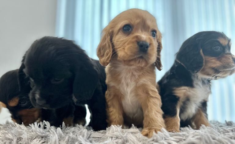 Cavalier King Charles Spaniel puppies for sale in Swindon, Wiltshire – 7 weeks old