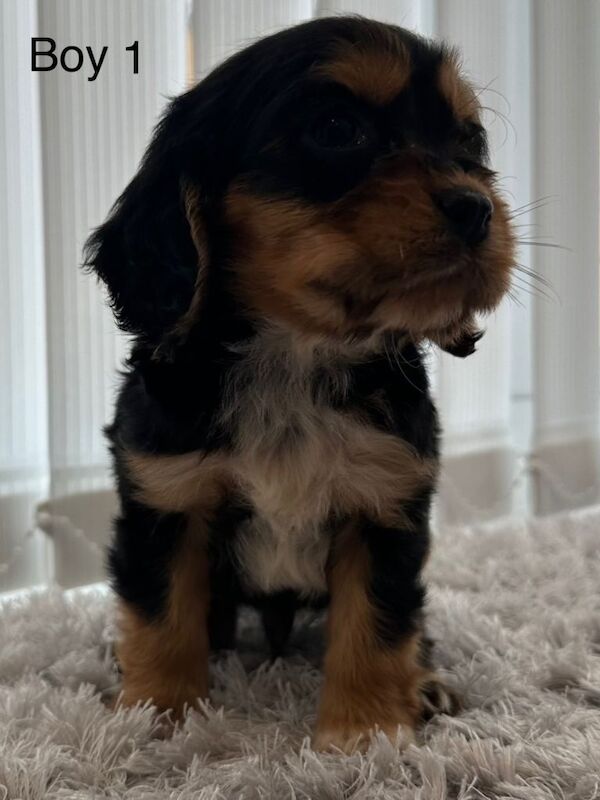 Cavalier King Charles (cocker spaniel) mix puppies - Image 2 of 5