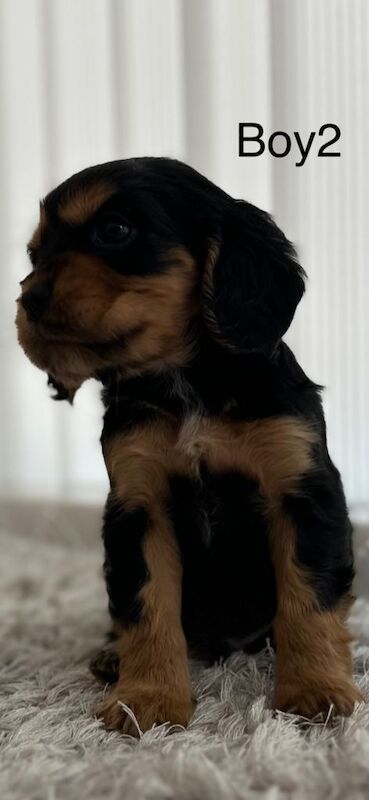 Cavalier King Charles (cocker spaniel) mix puppies - Image 3 of 5