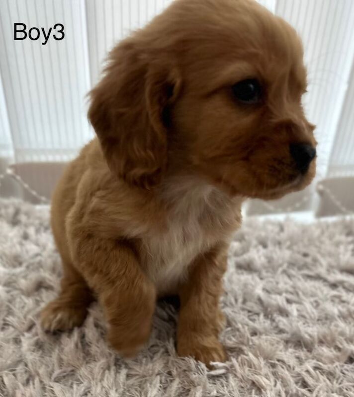 Cavalier King Charles (cocker spaniel) mix puppies - Image 4 of 5