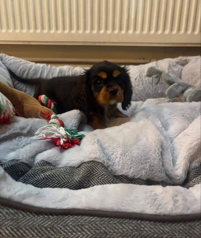 Cavalier king charles health tested - Image 2 of 3