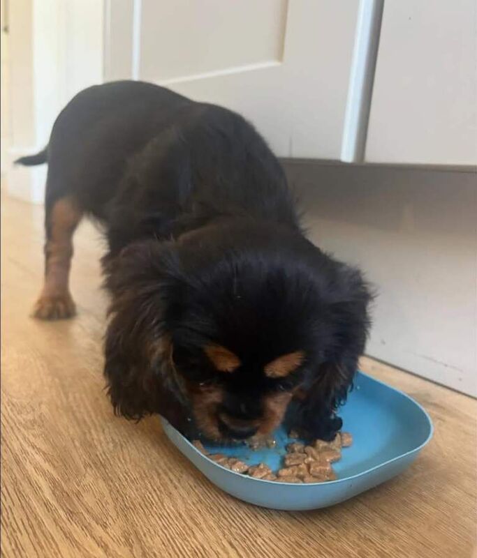 Cavalier king charles health tested - Image 3 of 3