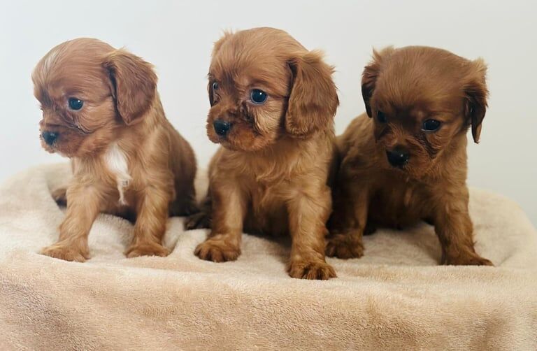 Cavalier King Charles Spaniel puppies for sale in Chislehurst, Greater London – KC registered, 8 weeks old