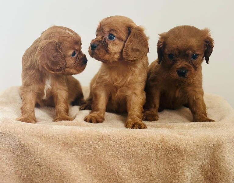 Cavalier King Charles Spaniel puppies for sale in Chislehurst, Greater London – KC registered, 8 weeks old - Image 2 of 3