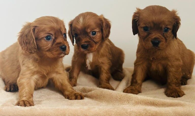 Cavalier King Charles Spaniel puppies for sale in Chislehurst, Greater London – KC registered, 8 weeks old - Image 3 of 3