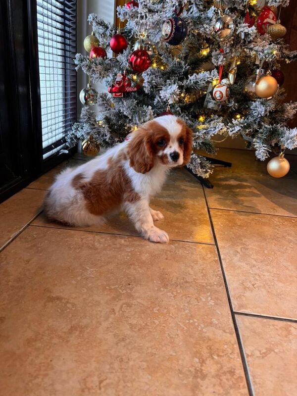 Cavalier King Charles Spaniel puppies for sale in Newcastle, County Down – KC registered, 9 weeks old
