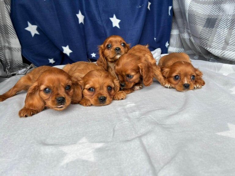 Cavalier King Charles Spaniel puppies for sale in London – 8 weeks old