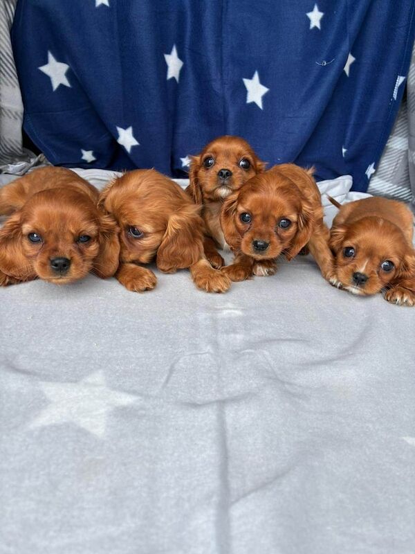 Cavalier King Charles Spaniel puppies for sale in London – 8 weeks old - Image 2 of 3