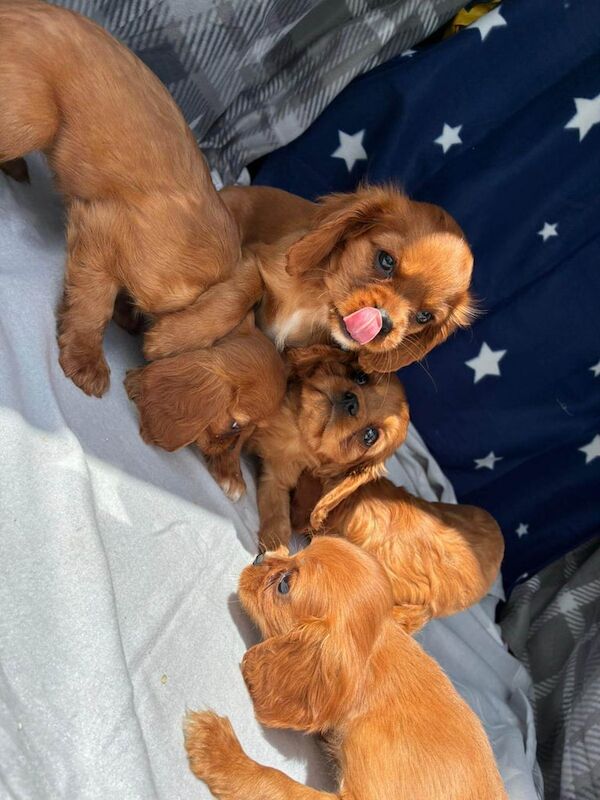 Cavalier King Charles Spaniel puppies for sale in London – 8 weeks old - Image 3 of 3