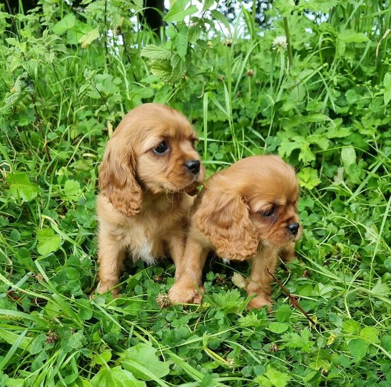 Cavalier King Charles Spaniel puppies for sale in Irvinestown, County Fermanagh – 8 weeks old