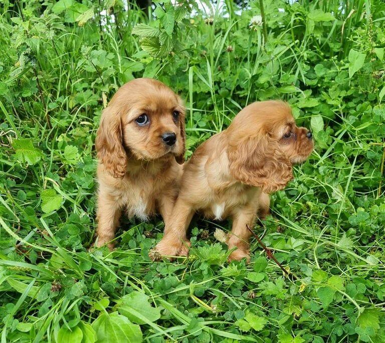 Cavalier King Charles Spaniel puppies for sale in Irvinestown, County Fermanagh – 8 weeks old - Image 2 of 3