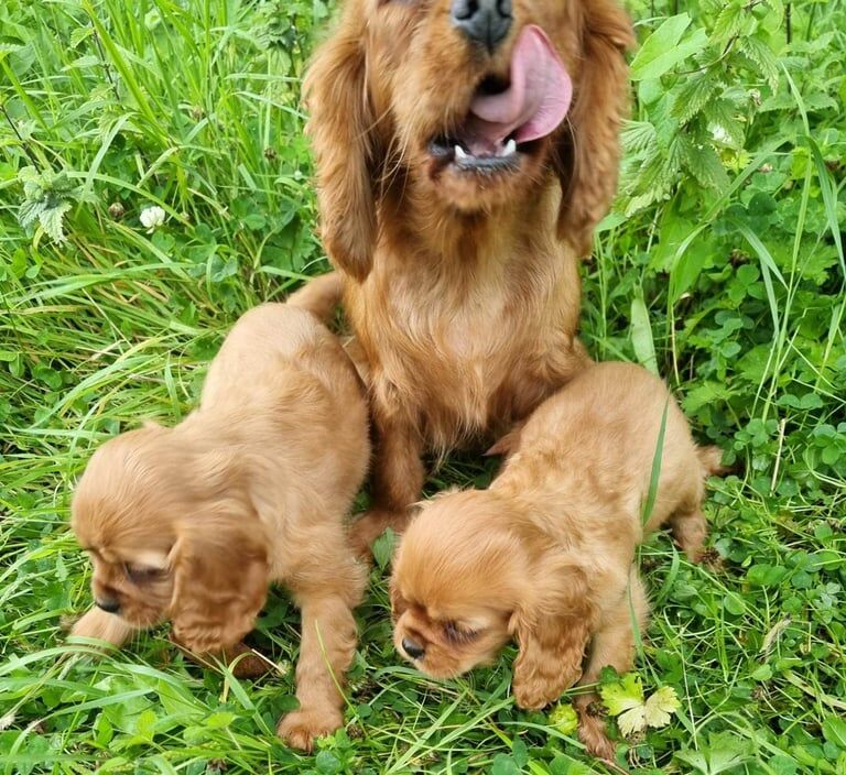 Cavalier King Charles Spaniel puppies for sale in Irvinestown, County Fermanagh – 8 weeks old - Image 3 of 3