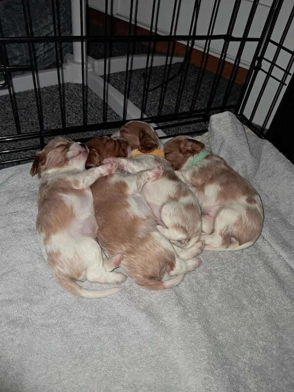 Cavalier King Charles Spaniel puppies for sale in Dunfermline, Fife – 4 weeks old