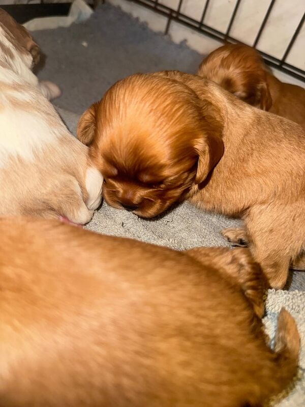 Cavalier King Charles Spaniel puppies for sale in Portadown, County Armagh – 2 weeks old