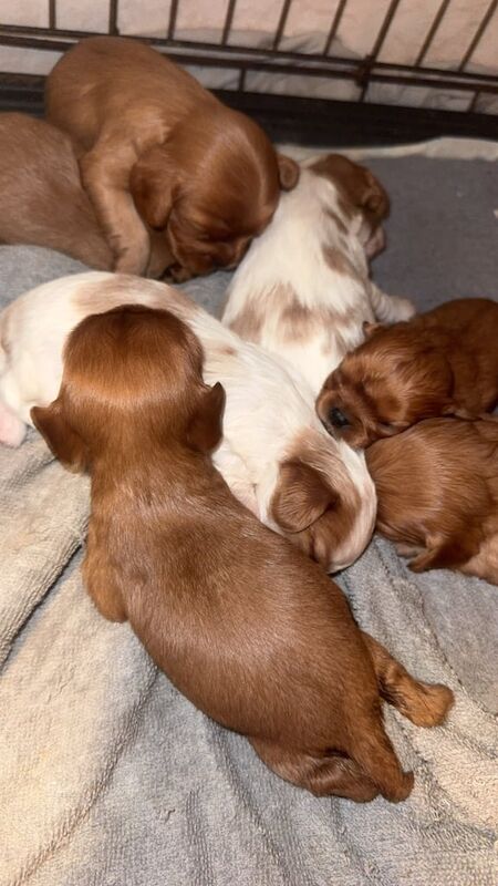 Cavalier King Charles Spaniel puppies for sale in Portadown, County Armagh – 2 weeks old - Image 2 of 3