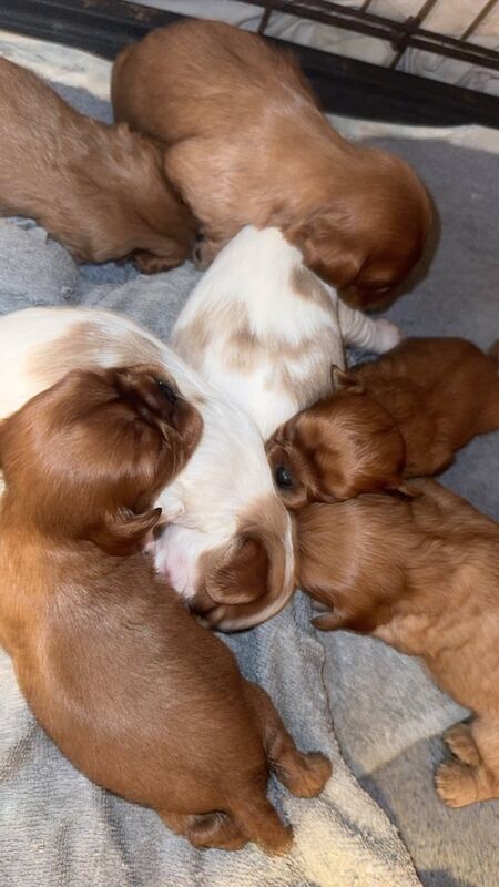 Cavalier King Charles Spaniel puppies for sale in Portadown, County Armagh – 2 weeks old - Image 3 of 3