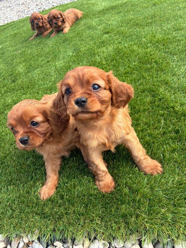 Cavalier King Charles Spaniel puppies for sale in Hackney, Greater London – 8 weeks old