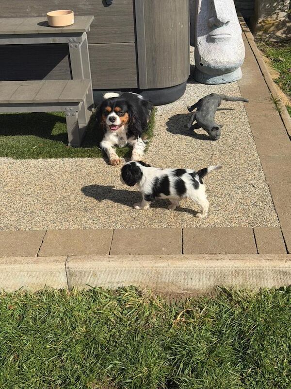 King Charles Spaniel Puppies For Sale