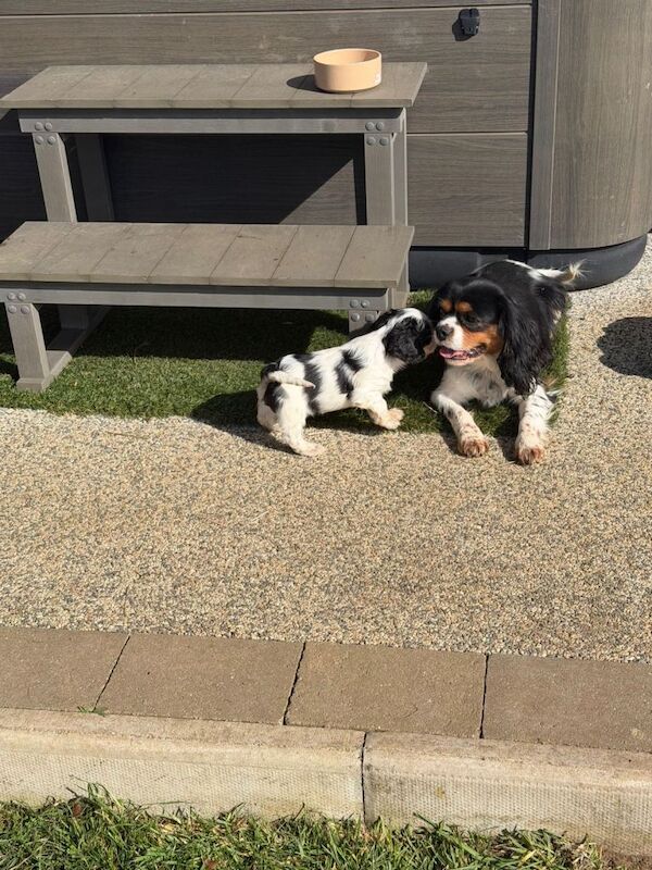 Cavalier King Charles puppies - Image 2 of 3