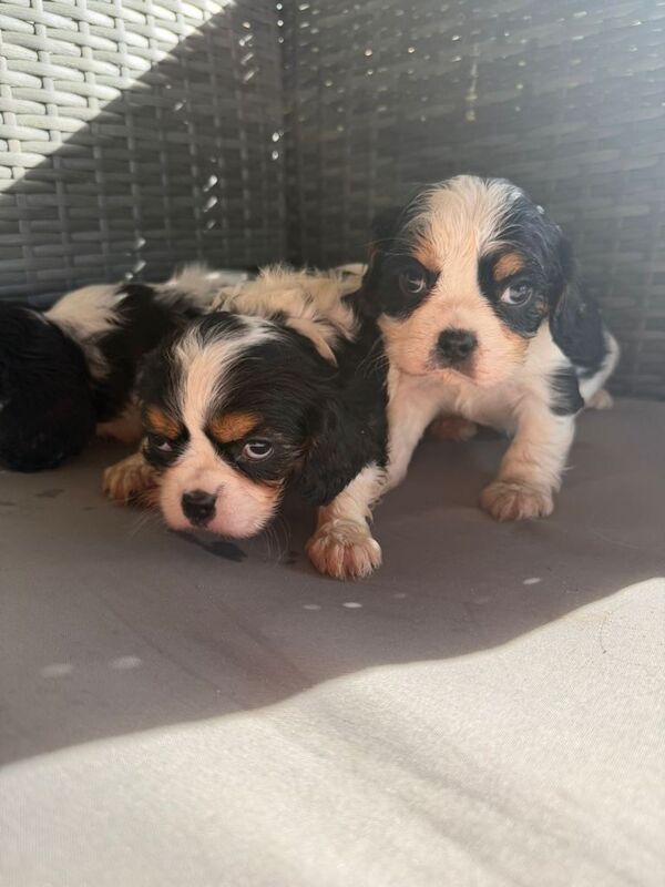 Cavalier King Charles puppies - Image 3 of 3