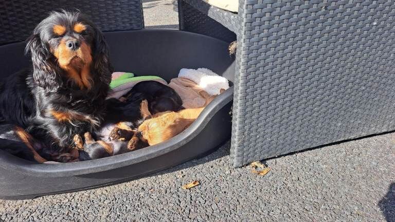 Cavalier King Charles puppies