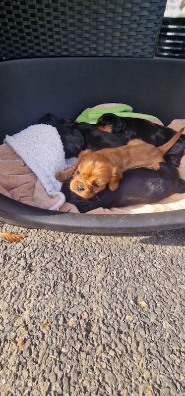 Cavalier King Charles puppies - Image 2 of 5