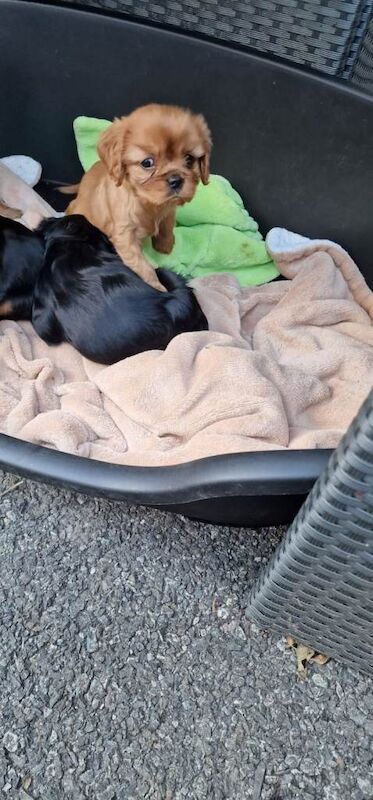 Cavalier King Charles puppies - Image 3 of 5