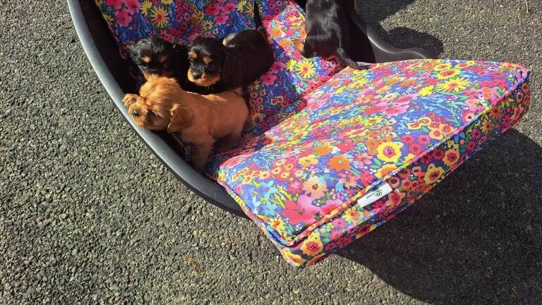 Cavalier King Charles puppies - Image 4 of 5