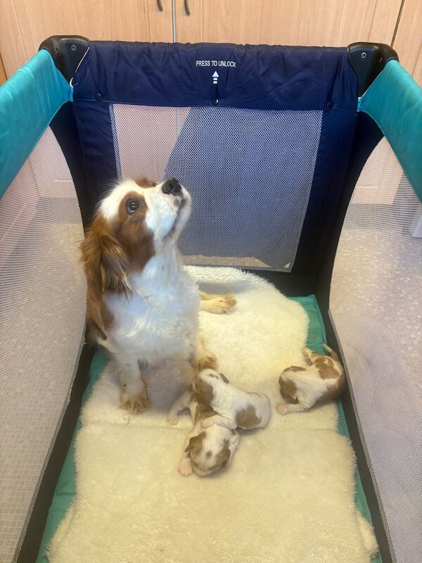 Cavalier King Charles puppies for sale in Widnes, Cheshire